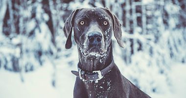 Winterurlaub mit Hund