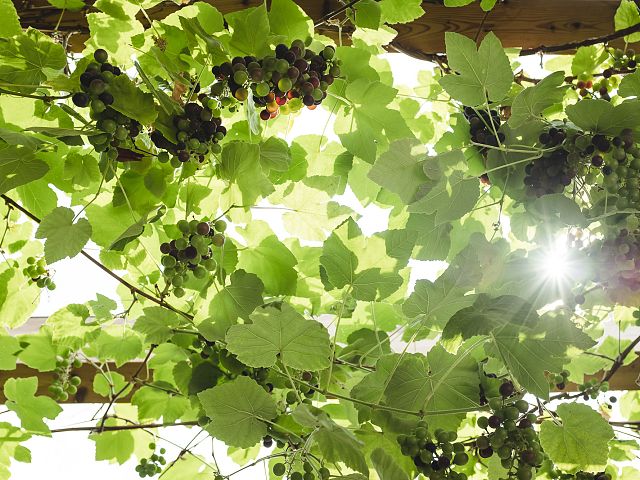 environmental-protection-3341942-1920.jpg