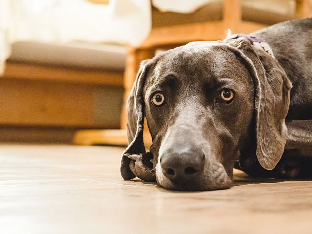 ALPENROSE_Urlaub_mit_Hund_2
