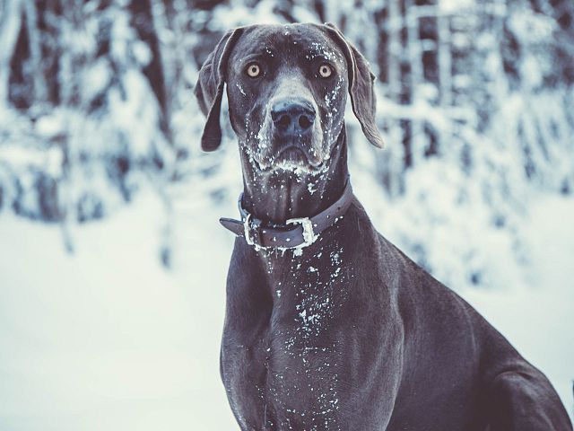 ALPENROSE_Urlaub_mit_Hund_Winter