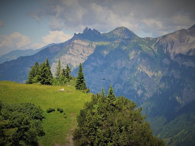 Berge-Wiese-Montafon